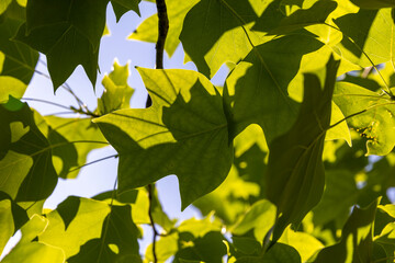 the beautiful foliage of the tulip tree in sunny weather