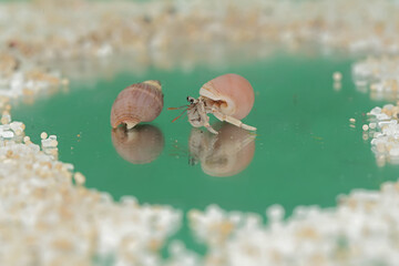 Reflection of the beauty of two hermit crabs. This animal whose habitat is on the edge of a sandy beach has the scientific name Paguroidea sp.