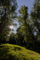 Fototapeta premium the sun shines through the green foliage of the trees in spring