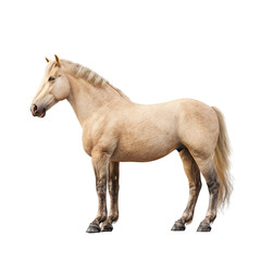 Naklejka premium Creamy Palomino Horse