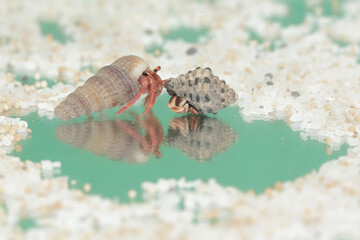 Reflection of the beauty of two hermit crabs. This animal whose habitat is on the edge of a sandy beach has the scientific name Paguroidea sp.