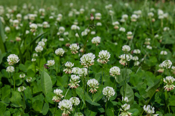white clover flowers. Dutch clover on lawn in spring or summer garden. floral background. Blooming ecology nature landscape