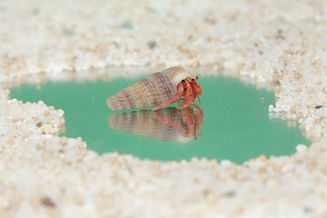 Reflection of the beauty of a hermit crab. This animal whose habitat is on the edge of a sandy beach has the scientific name Paguroidea sp.
