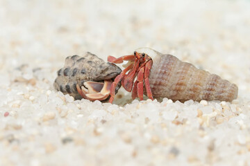 Reflection of the beauty of two hermit crabs. This animal whose habitat is on the edge of a sandy beach has the scientific name Paguroidea sp.