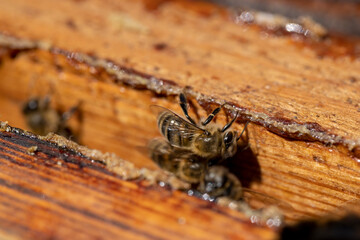 a bee hive with honey bees in sunny weather in summer