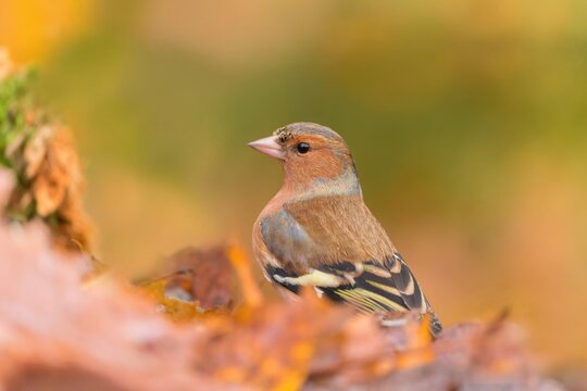 A male chafinch sits in the autumn leaves. Fringilla coelebs. Little bird in nature forest habitat, Wildlife scene from forest.