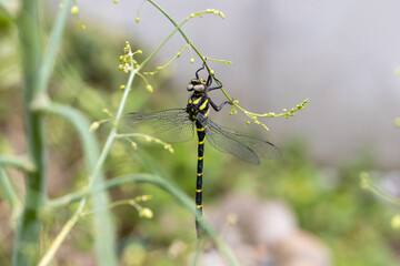 アスパラにぶら下がるオニヤンマのオス