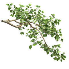 Branch of Green Leaves