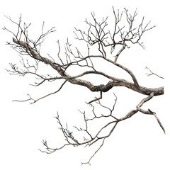Fototapeta premium Bare Tree Branch Close-Up