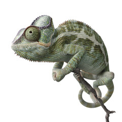 Fototapeta premium Green Chameleon on Branch