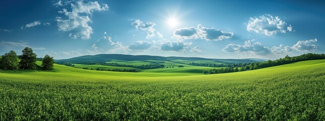 Fototapeta premium Beautiful green grass meadow with a blue sky and clouds, a panoramic view