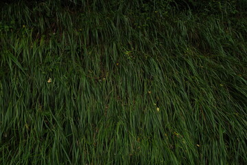 Wild plants in the countryside