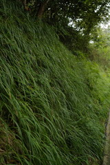 Wild plants in the countryside