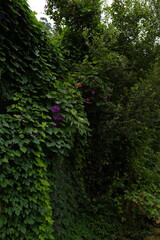 green forest background