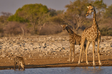 Giraffe (Giraffa camelopardalis) trying to have a drink watches as a Spotted Hyaena (Crocuta crocuta) wanders past in Etosha National Park, Namibia.