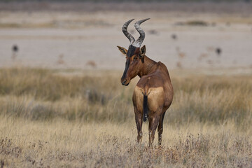 Red Hartebeest (Alcelaphus buselaphus caama ) on. large open plain in Etosha National Park, Namibia   