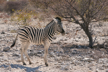 Burchell's zebra (Equus quagga burchellii) in Etosha National Park, Namibia