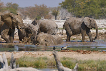 Obraz premium Herd of african elephant (Loxodonta africana) drinking at a waterhole in Etosha National Park in Namibia.