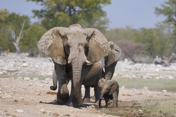 Fototapeta premium Herd of african elephant (Loxodonta africana) drinking at a waterhole in Etosha National Park in Namibia.