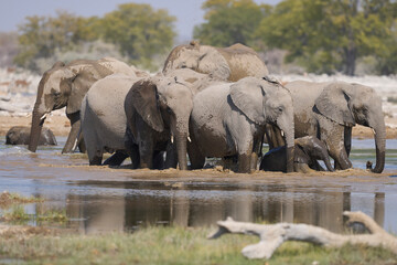 Obraz premium Herd of african elephant (Loxodonta africana) drinking at a waterhole in Etosha National Park in Namibia.