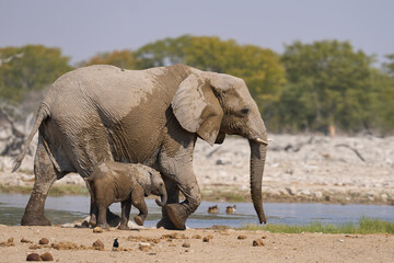 Fototapeta premium Herd of african elephant (Loxodonta africana) drinking at a waterhole in Etosha National Park in Namibia.
