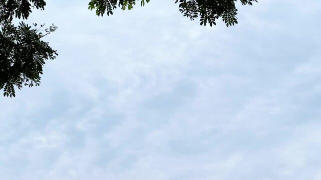 Tree Footage with cloudy sky background