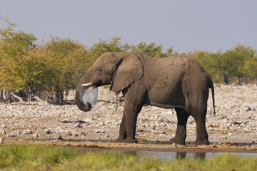 Fototapeta premium African elephant (Loxodonta africana) at a waterhole in Etosha National Park in Namibia