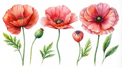 Obraz premium Watercolor Illustration of Poppy Flowers, Red, Watercolor, Floral, Botany