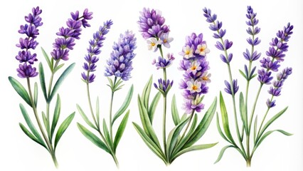 Obraz premium Watercolor Lavender Sprigs with Green Leaves, Botanical Illustration, Floral Design, Watercolor Painting, lavender, botanical, floral