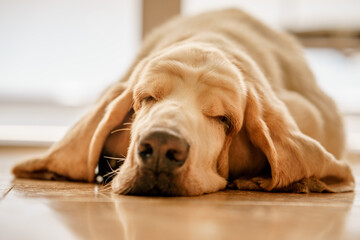 Sweet Long-Eared Basset Hound Dog Asleep with His Nose Resting on the Floor of the House. Animal...
