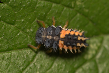 Larva predator on the leaf,  close-up picture 