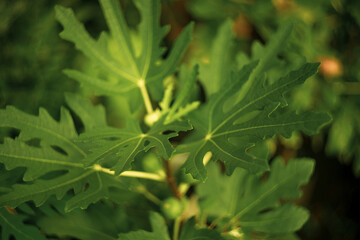 Ficus glomeratat plant tree ficus Carica vegetable,Closeup shot of a immature Ficus glomerata in sunny ambiance,The tree belongs to the group