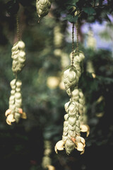 plant species often grows naturally in the forest and is exploited by local people for use.often...