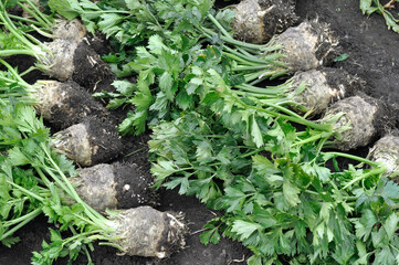 the stack of freshly harvested  ripe celery plants (root vegetables)  in the vegetable garden