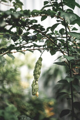 plant species often grows naturally in the forest and is exploited by local people for use.often...