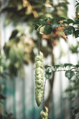 plant species often grows naturally in the forest and is exploited by local people for use.often...