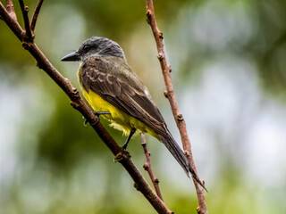 A mourning king tyrant (Tyrannus melancholicus) on a branch on the banks of the Amazon River (here called Rio Solimões) near Anamã in Brazil.
