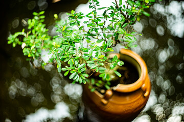  Aquatic plants (also known as aquatic plants) are plants adapted to living in water (salt water...
