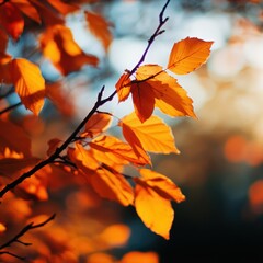 Obraz premium Windy autumn day with leaves fluttering down a quiet pathway, embodying the essence of fall