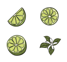 Set Lime illustration on isolated background. Detailed drawing of citrus fruits.	