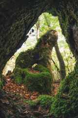 Forest in fall with leaves and trees