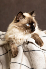 animal /chat de race