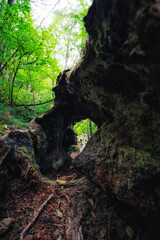 Beautiful forest in the middle of Galicia, in Spain