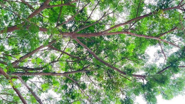 Aerial View of a Large Tree with Green Leaves in a Forest