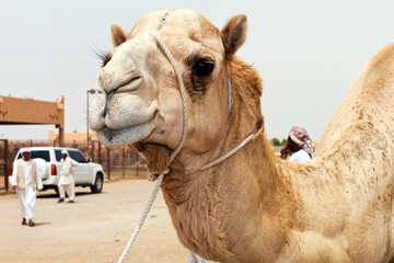 View of dromedary in Abu Dhabi.