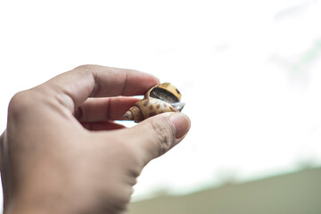 Babylonia areolata is named after the smell of the snail, even when fresh, Babylonia areolata gives off a natural, attractive aroma and Babylonia areolata gives off an attractive