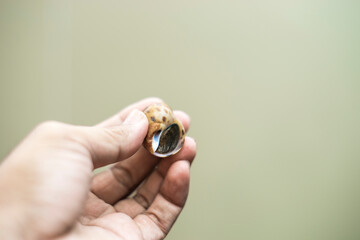 Babylonia areolata is named after the smell of the snail, even when fresh, Babylonia areolata gives off a natural, attractive aroma and Babylonia areolata gives off an attractive