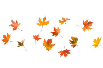Autumn leaves flying in the air on transparent background