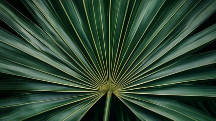 Fototapeta premium A vibrant close-up of a palm leaf. Nature's geometry on display a mesmerizing pattern of lines and curves, inviting contemplation and wonder. Used for product assembly and product display.