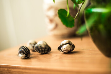 Tegillarca granosa can be adjusted to the salinity of 14 to 300 and with the temperature, ranging from 20 Celsius to 30 Celsius.
The average lifespan of Blood clams ranges from 3 years to 4 years and 